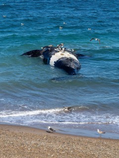 Southern right whale