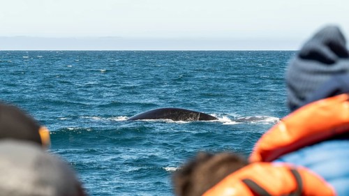 Southern right whale