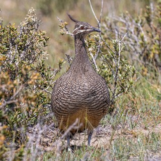 Elegant crested tinamou
