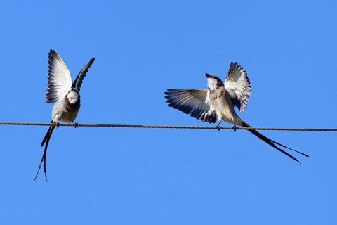 Courtship display of a couple of Streamer-tailed Tyrant