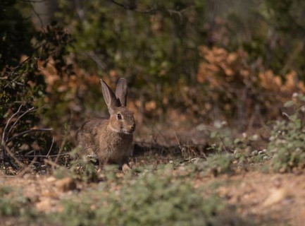 European hare