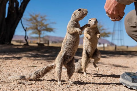 Mountain ground squirrel