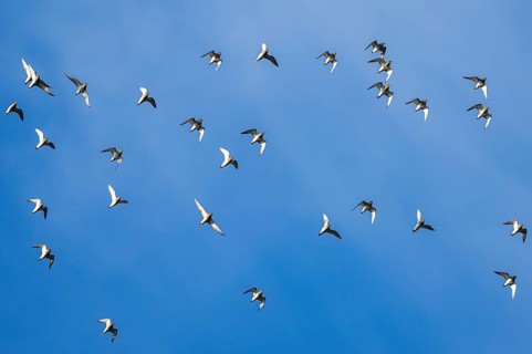 Grey Plover
