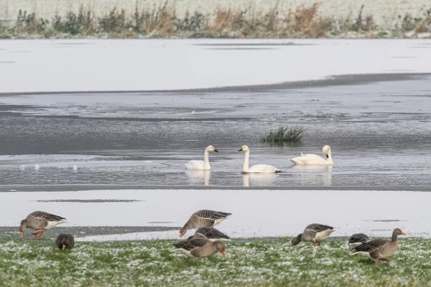 Tundra swans