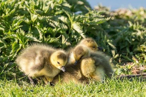 Chick