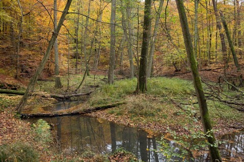 A near-natural stream flows through a floodplain forest with autumnal rennet colouring. Germany