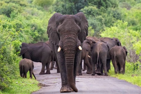 African elephant