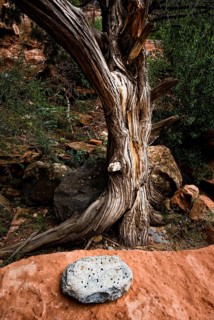 Art with natural objects