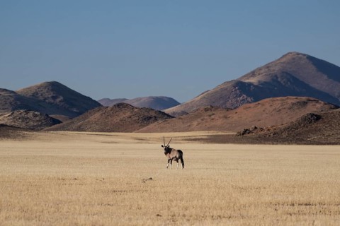 Oryx