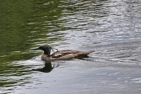 Brazilian merganser