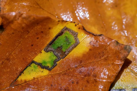 Stigmella Tityrella