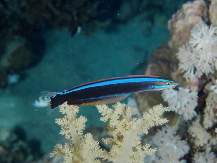 False cleanerfish