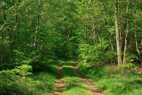 Hiking trail