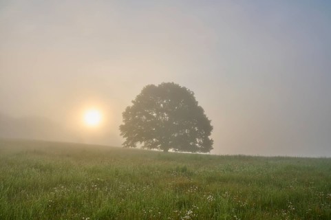 Oak tree