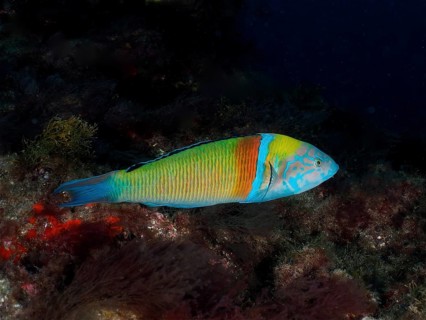 Ornate wrasse