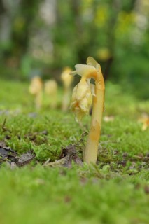 Dutchman's pipe