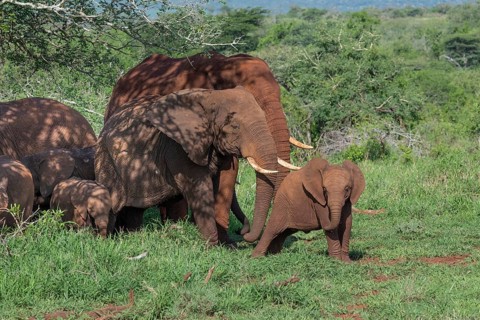 African elephant