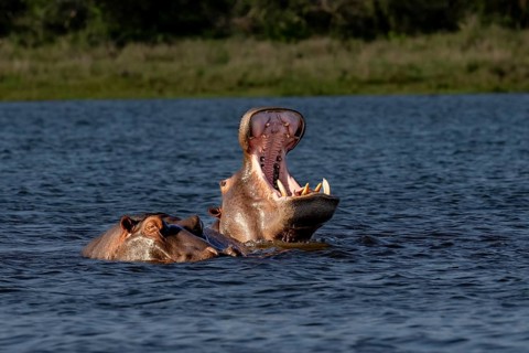 Hippopotamus