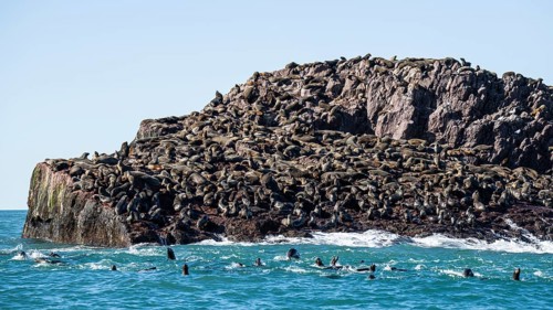 South American sea lion