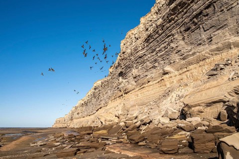 Rock parakeets