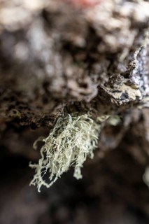 Lichen grows protected on a stone