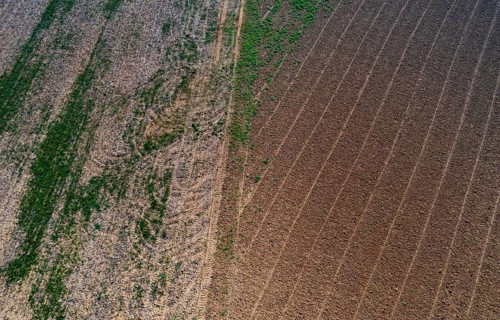Drone view of harvested fields