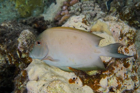 Pinstripe bristle-toothed dolphin