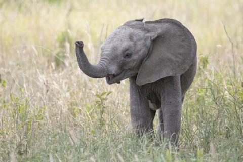 African elephant