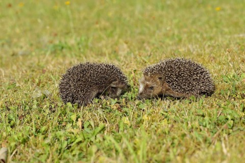 European hedgehog