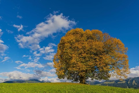 Peace lime tree