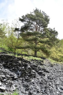 Disused slate mine with overburden in the valley of the Kyrbach near Oberkirn in Hunsrueck