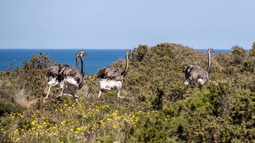 Greater rhea