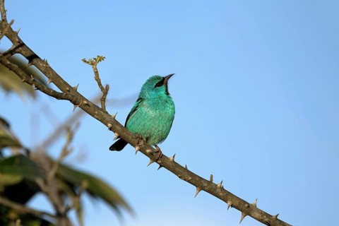 Male Blue Dacnis