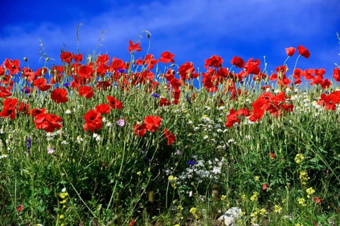 Poppy flowers