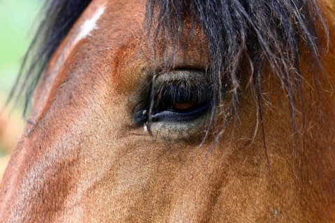 Eye