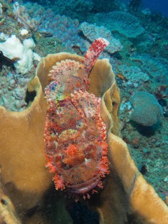 A fringed scorpionfish
