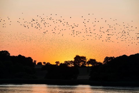 A flock of starlings or common starlings