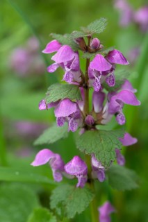 Red deadnettle