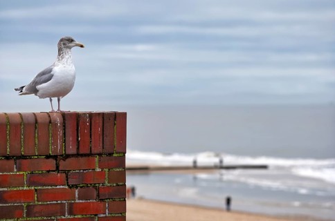 European herring gull