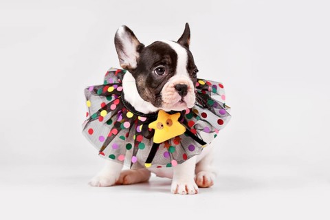 Pied French Bulldog dog puppy with lace collar sitting on white background