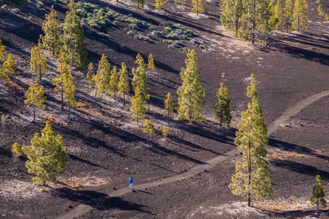 Canary Island pines