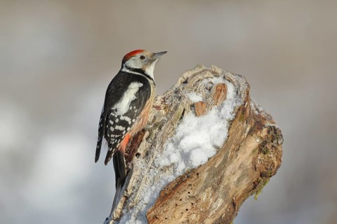 Middle Spotted Woodpecker