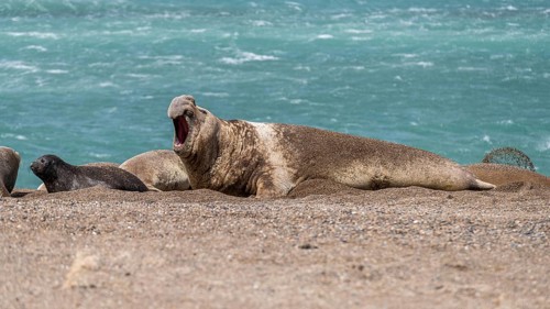 Southern elephant seal