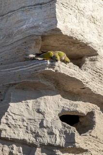 Rock parakeets