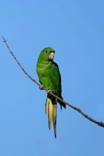 White-eyed Parakeet