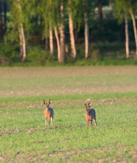 Pair of two brown hares