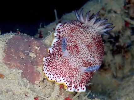 Colouring Chromodoris