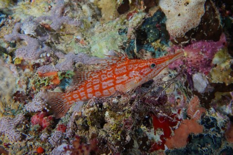 Longnose hawkfish