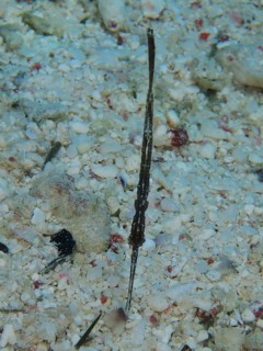 Robust ghost pipefish