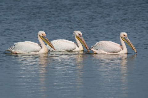 Great white pelican